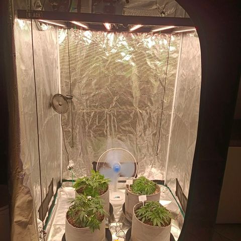 Bruce Banner #5 growlog timeline photo