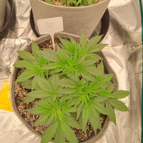 Mimosa x Orange Punch #1 growlog timeline photo
