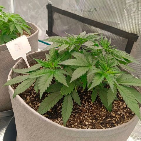 Mimosa x Orange Punch #1 growlog timeline photo