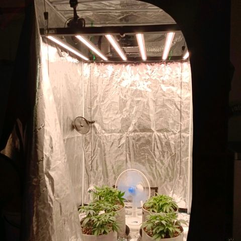 Bruce Banner #5 growlog timeline photo
