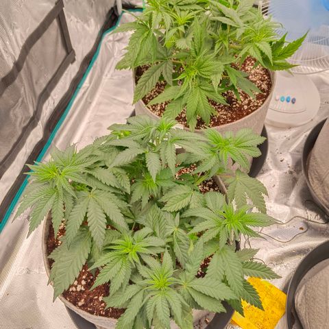 Bruce Banner #5 growlog timeline photo