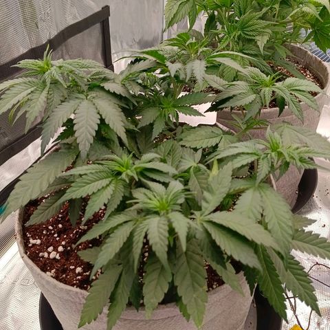Bruce Banner #5 growlog timeline photo