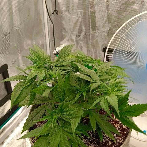 Special Skunk - Bulk seed bank growlog timeline photo