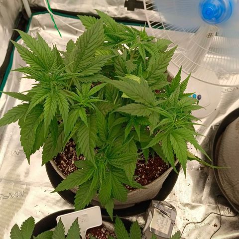 Special Skunk - Bulk seed bank growlog timeline photo