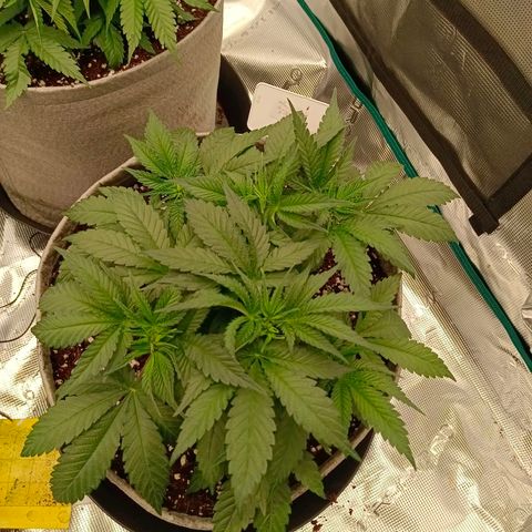Mimosa x Orange Punch #1 growlog timeline photo