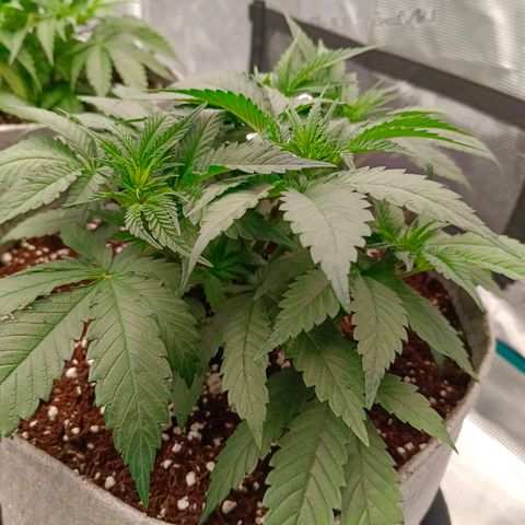 Mimosa x Orange Punch #1 growlog timeline photo