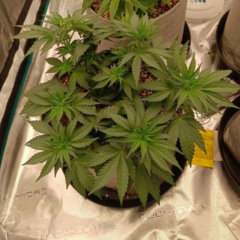 Bruce Banner #5 growlog timeline photo