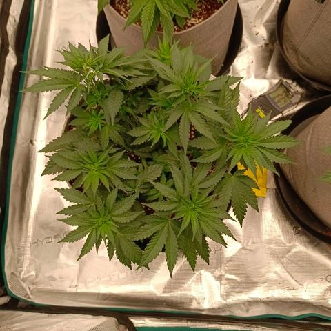 Bruce Banner #5 growlog timeline photo