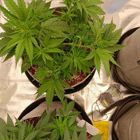 Special Skunk - Bulk seed bank growlog timeline photo