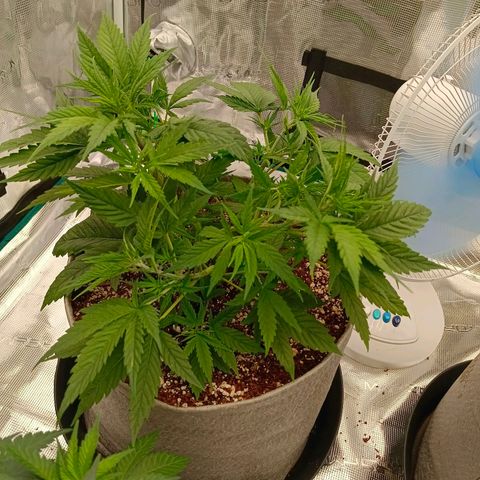 Special Skunk - Bulk seed bank growlog timeline photo