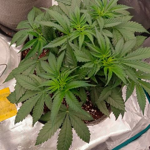 Mimosa x Orange Punch #1 growlog timeline photo