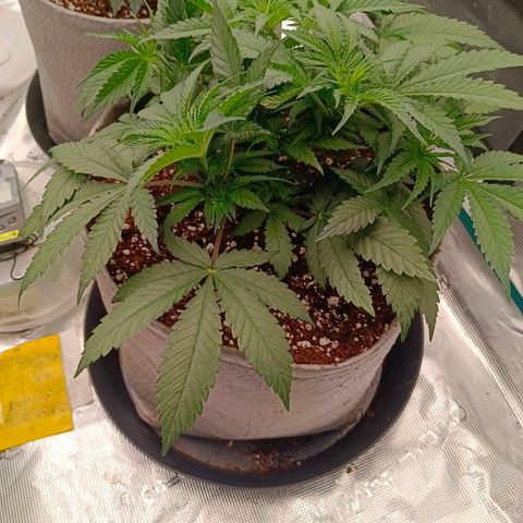 Mimosa x Orange Punch #1 growlog timeline photo