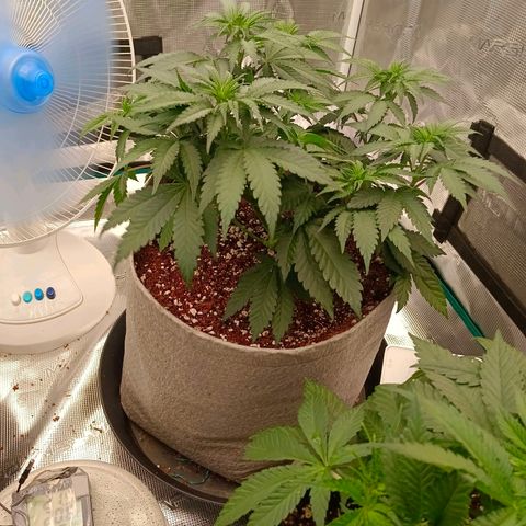 Bruce Banner #5 growlog timeline photo