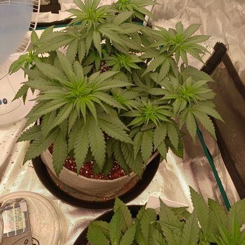 Bruce Banner #5 growlog timeline photo