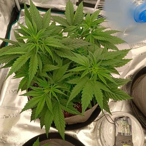 Special Skunk - Bulk seed bank growlog timeline photo