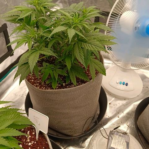 Special Skunk - Bulk seed bank growlog timeline photo