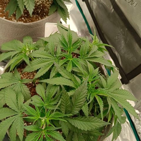 Mimosa x Orange Punch #1 growlog timeline photo