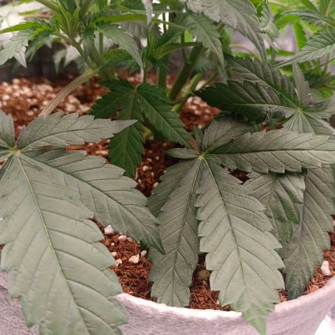 Mimosa x Orange Punch #1 growlog timeline photo