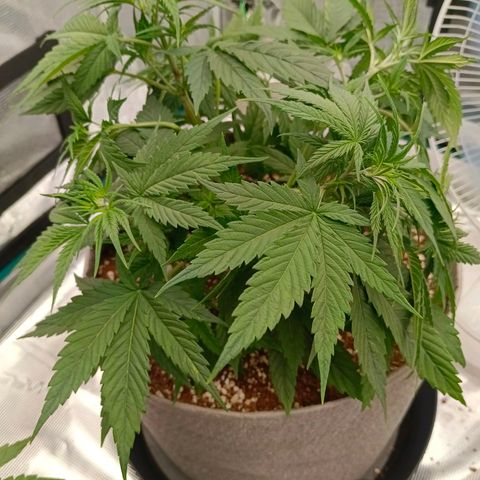 Special Skunk - Bulk seed bank growlog timeline photo