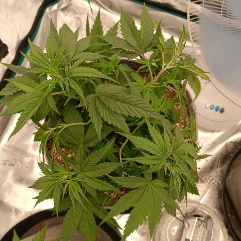 Special Skunk - Bulk seed bank growlog timeline photo