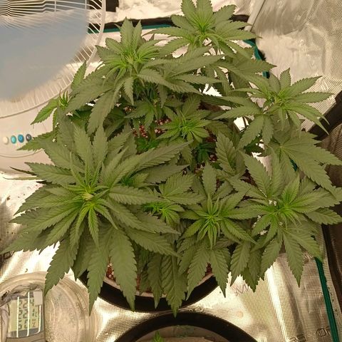Bruce Banner #5 growlog timeline photo