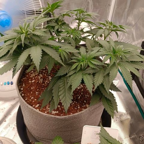 Bruce Banner #5 growlog timeline photo