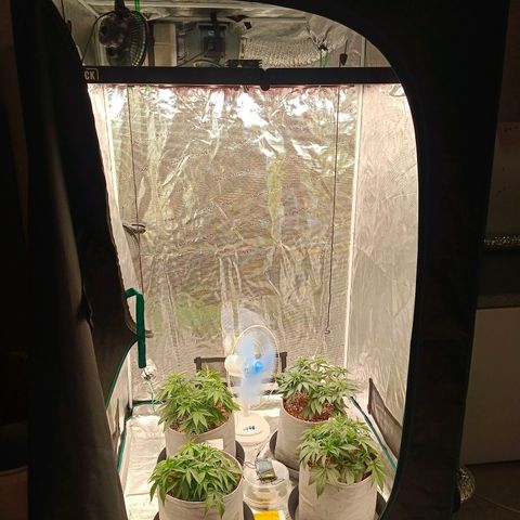 Bruce Banner #5 growlog timeline photo