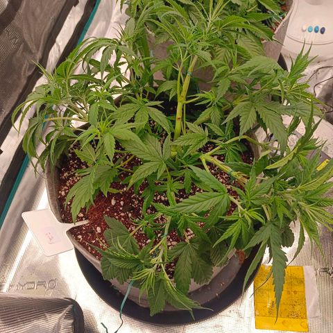 Special Skunk - Bulk seed bank growlog timeline photo
