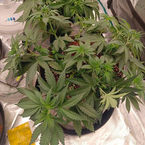 Bruce Banner #5 growlog timeline photo