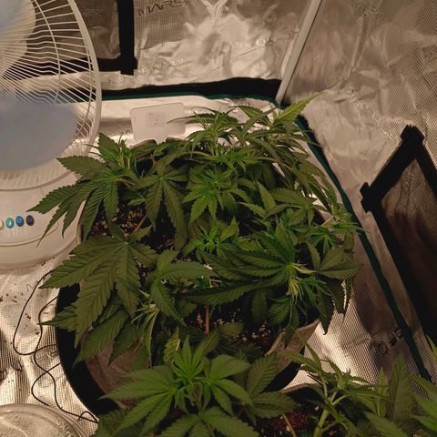 Mimosa x Orange Punch #1 growlog timeline photo
