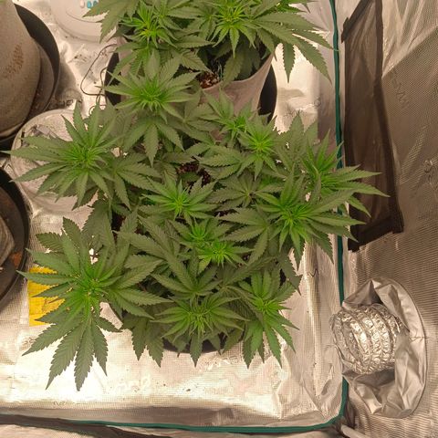 Bruce Banner #5 growlog timeline photo
