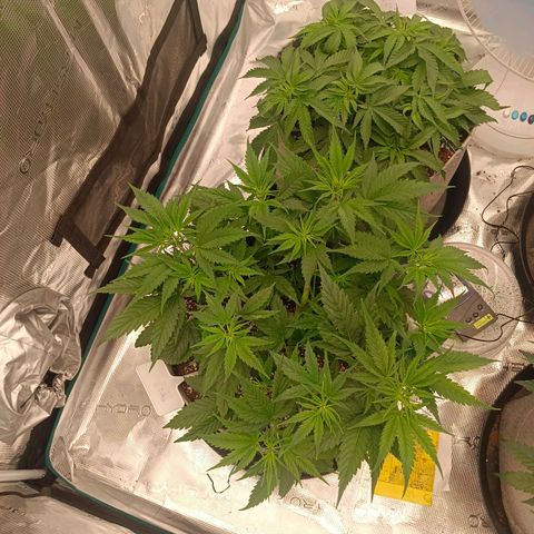 Special Skunk - Bulk seed bank growlog timeline photo