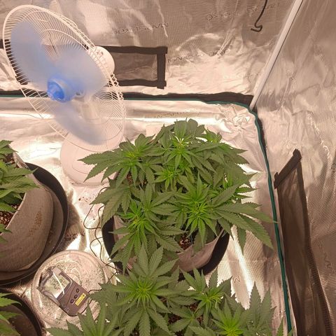 Mimosa x Orange Punch #1 growlog timeline photo