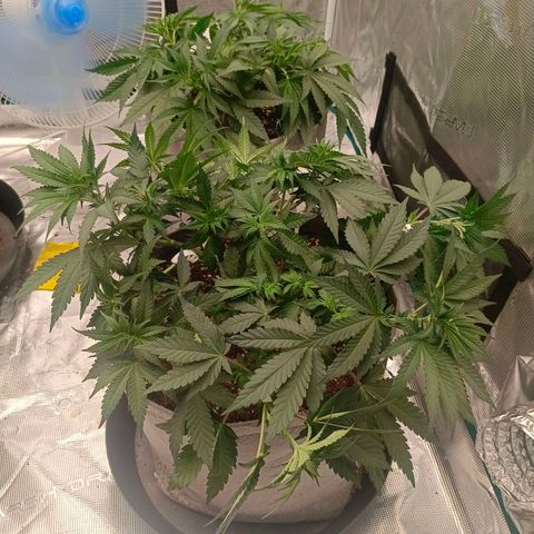 Bruce Banner #5 growlog timeline photo