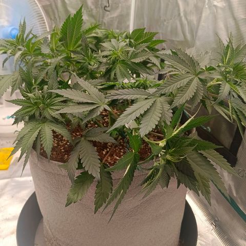 Bruce Banner #5 growlog timeline photo