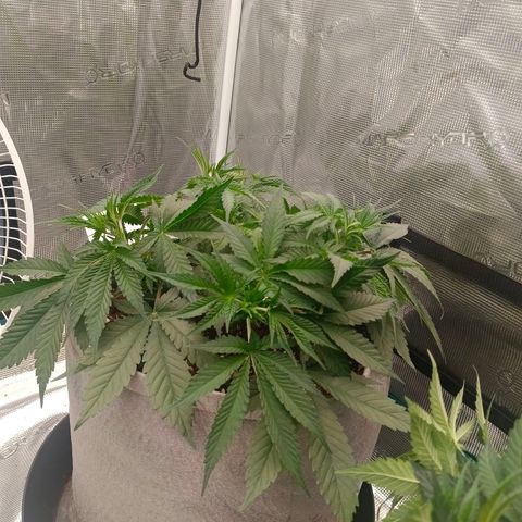 Mimosa x Orange Punch #1 growlog timeline photo