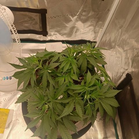 Mimosa x Orange Punch #1 growlog timeline photo