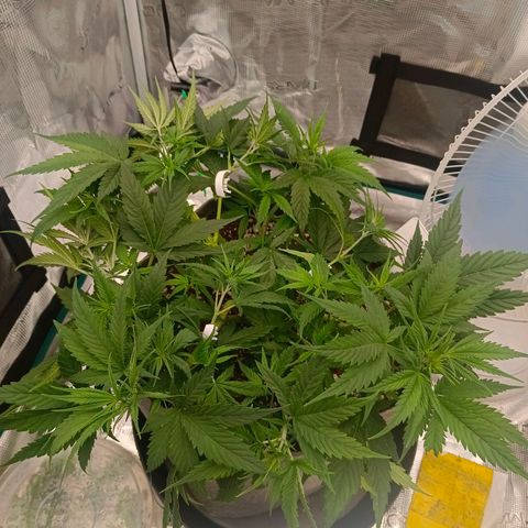 Special Skunk - Bulk seed bank growlog timeline photo