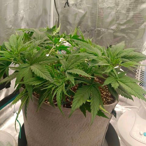 Special Skunk - Bulk seed bank growlog timeline photo