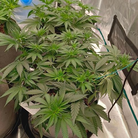 Bruce Banner #5 growlog timeline photo