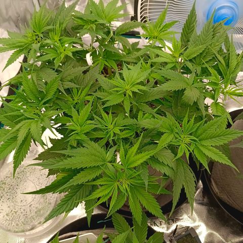 Special Skunk - Bulk seed bank growlog timeline photo