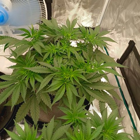 Mimosa x Orange Punch #1 growlog timeline photo