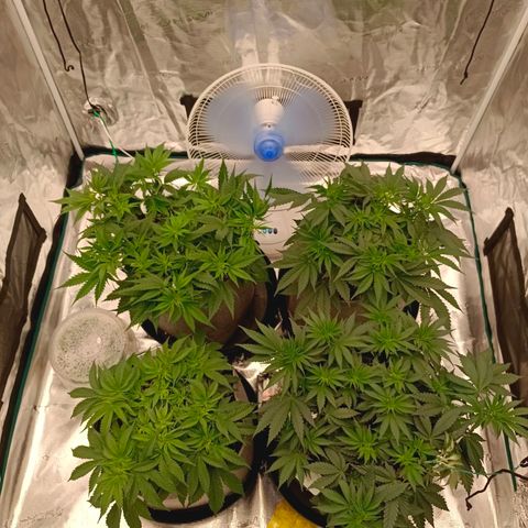Bruce Banner #5 growlog timeline photo