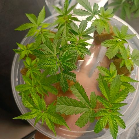 Bruce Banner #5 growlog timeline photo