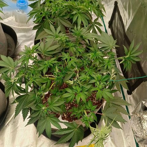 Bruce Banner #5 growlog timeline photo