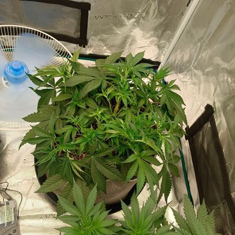 Mimosa x Orange Punch #1 growlog timeline photo