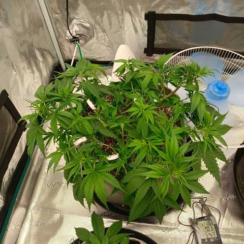 Special Skunk - Bulk seed bank growlog timeline photo