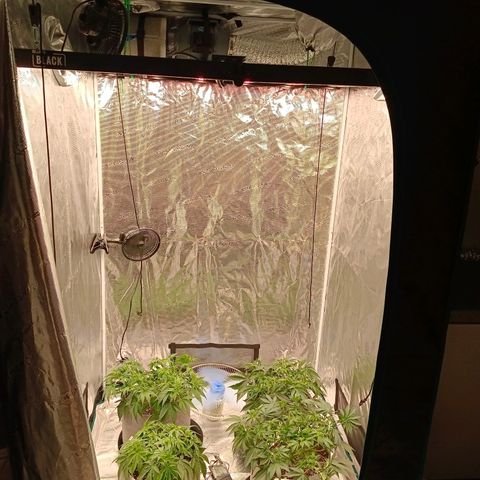 Bruce Banner #5 growlog timeline photo