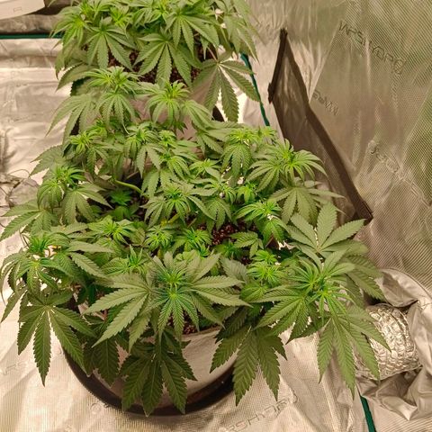 Bruce Banner #5 growlog timeline photo