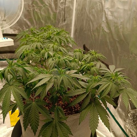 Bruce Banner #5 growlog timeline photo